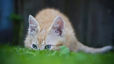 내 반려묘, 알고보니 수줍음 가득...외향적으로 이끌려면?