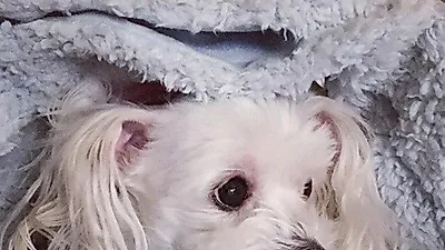 비투비 민혁, 반려견 하모 향한 애정 "아파도 예쁘구나"