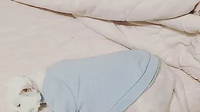 아이비, 귀여운 돼냥이 공개 "고양이가 아니야"
