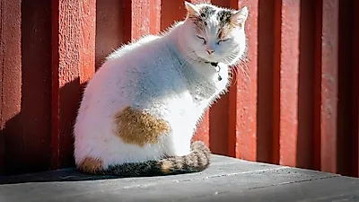 뉴질랜드 더니든 고양이 통제 제안
