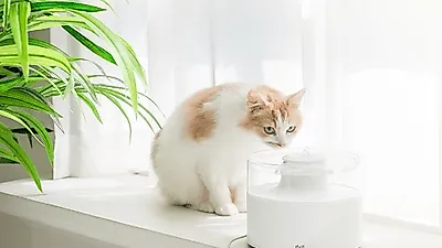 고양이의 목마름 한번에 해결! 반려동물 정수기, duit '워터팟' 드디어 재출시