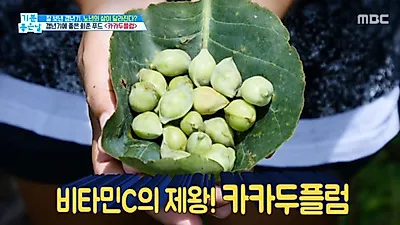 카카두플럼효능 40대 조기폐경 50대 여성갱년기 치료! 천연비타민C 카카두플럼분말 먹는법