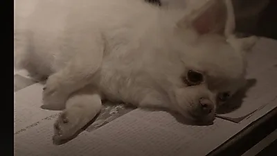 '뽀시래기' 유기동물 캠페인 영상, 조회수 50만 돌파하며 높은 관심