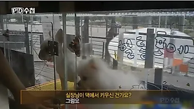 'PD수첩', 강아지 분양 실태 보도 "개판은 개판이다"