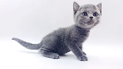고양이 분양 전문 업체 ‘제나캣’, 경남 지역 다수의 매장에서 할인 이벤트 동시 진행