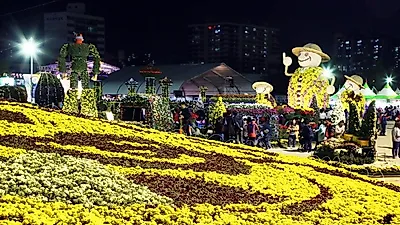 [10월가을꽃축제] 핑크뮬리 봤다면? 이번엔 국화축제다! 진한 향기 머금은 국내가을여행지 추천 5