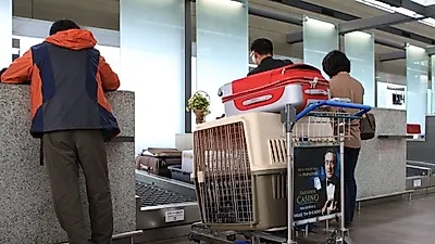 12월 1일부터 새로운 개·고양이 수입검역기준 적용.
