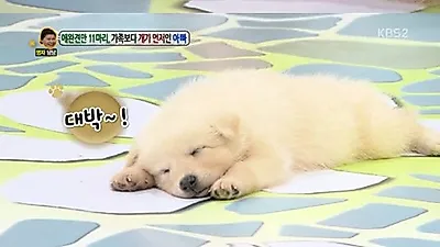 '안녕하세요 강아지 봉지' 임창정 아빠 품으로