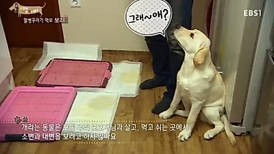 음식을 뺏어 먹으려는 반려견 훈련법, Thinking Training
