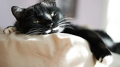 고양이 코피, "우습게 보면 안 돼"..원인과 치료법