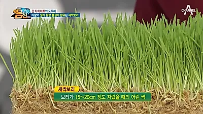 [간에좋은음식] 독소제거·숙취해소 '새싹보리분말 효능' 및 먹는법, "식이섬유 고구마의 20배+철분 시금치의 24배 높아"