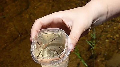 활동량이 많은 물고기, 다른 물고기에게 인기 높다