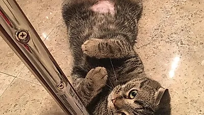 도끼 반려묘 롤리, 앞발 모은 채 '귀요미 자태'