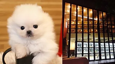 고양이, 강아지분양 전문 미유펫 '건강한 분양'위한 원스톱솔루션 진행