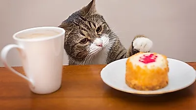 이보다 더 좋을 순 없다? 전세계 고양이 카페 대탐험