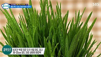혈압 정상범위 유지 비법? ‘혈관청소’ 돕는 새싹보리 분말 효능