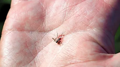 여름철 불청객 '일본뇌염' 증상과 검사 방법 및 예방접종