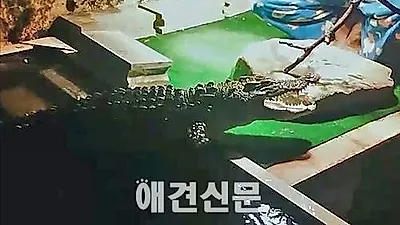 국제 멸종위기종 샴 악어가 주택에서 발견됐다.