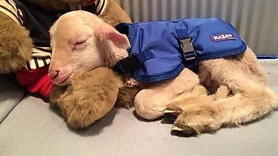 아기 양에게 체온을 선물한 개와 고양이