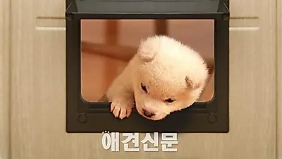 우리아이에게 문을 만들어주세요. 펫도어 출시