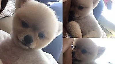 백지영, 동글동글 반려견과 다정다감 "우리집 겁쟁이 버디"