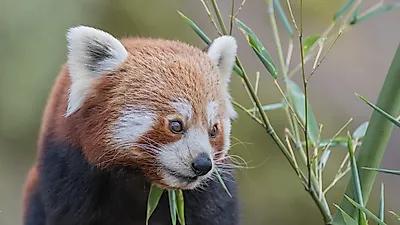 ‘숲속의 붉은 그림자’…래서판다, 작지만 독립적인 고산 숲의 거주자