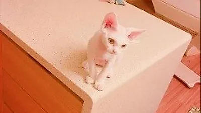 민효린 반려묘, "이제 날아다니기 시작"