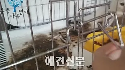 고양시 동물보호센터 구조 고양이, 구더기에 들끓다 죽어..