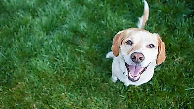 반려견 音, 음조마다 달라…"犬主라면 숙지할 것"