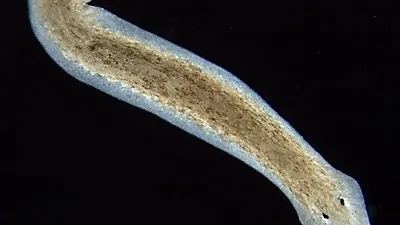 우주로 보낸 플랫웜, 인간 우주 여행의 놀라움을 밝혀내다