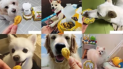 펫팸족 1천만 시대, 치킨플러스 반려견 전용 치킨  댕댕이치킨이 화제인 이유는?