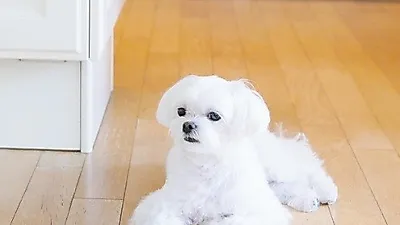 소녀시대 티파니 반려견 프린스, 아련한 눈빛