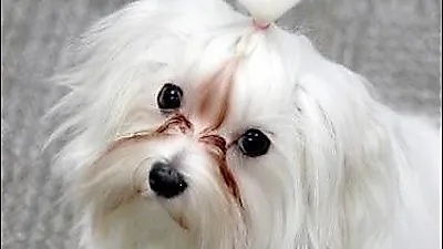 강아지 눈물자국지우개, 안전의약품 사용에 대한 소비자 인식 필요
