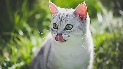 까끌까끌한 고양이 혀, 그 이유는?