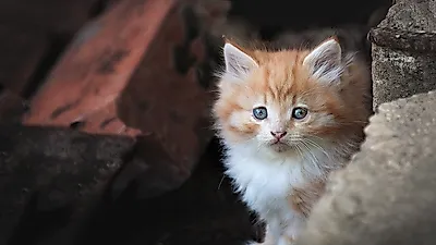 독립적인 성격의 고양이, 고양이도 외로움 느낄까?
