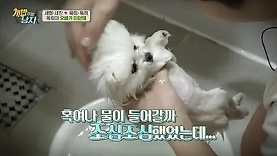 '개 밥 주는 남자' 양세형, 옥희의 건강 상태 걱정
