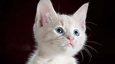 아기 고양이 다루는 법