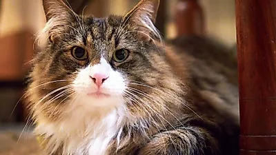 고양이를 키우고 싶은데 고양이 알레르기가 있다면