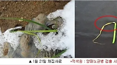 [귀농팁] 양파 주요병해 노균병, 제때 방제해야
