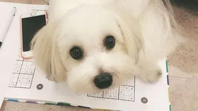 레인보우 김재경 반려견, 스도쿠 방해견 마카롱