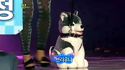 "브라우니, 물어~! " KBS 개그콘서트로 말라뮤트 인기 급상승