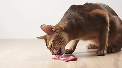 고양이 사지를 마비시키는 보툴리누스 중독증