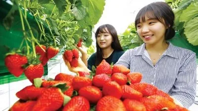 농진청, 연구용 국산딸기 수확