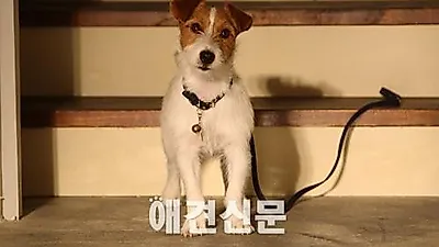 '개를 훔치는 완벽한 방법' 윌리, 천재 연기견 계보 잇는다