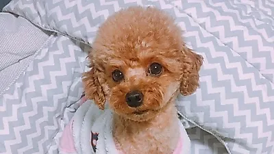 강아지가 목줄과 친숙해질 수 있는 방법