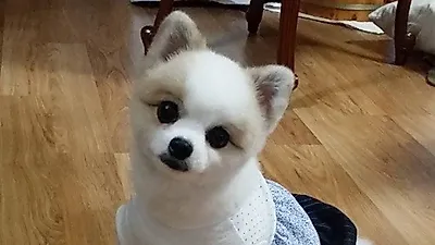 신수지 반려견 밍키, '인형 같은 자태'