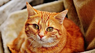'하루 한끼' 많이먹는 고양이, 하루 네끼 소식한 고양이보다 비만율 낮아
