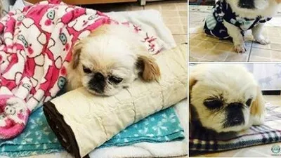 '개막걸리녀' 피해 강아지, 구조 8개월 만에 하늘나라로