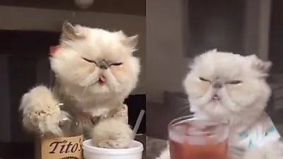 마네킹 챌린지에 참가한 고양이