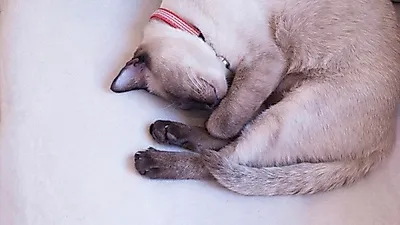 기품있는 색깔 뽐내는 샴고양이, 사실은 수다쟁이?